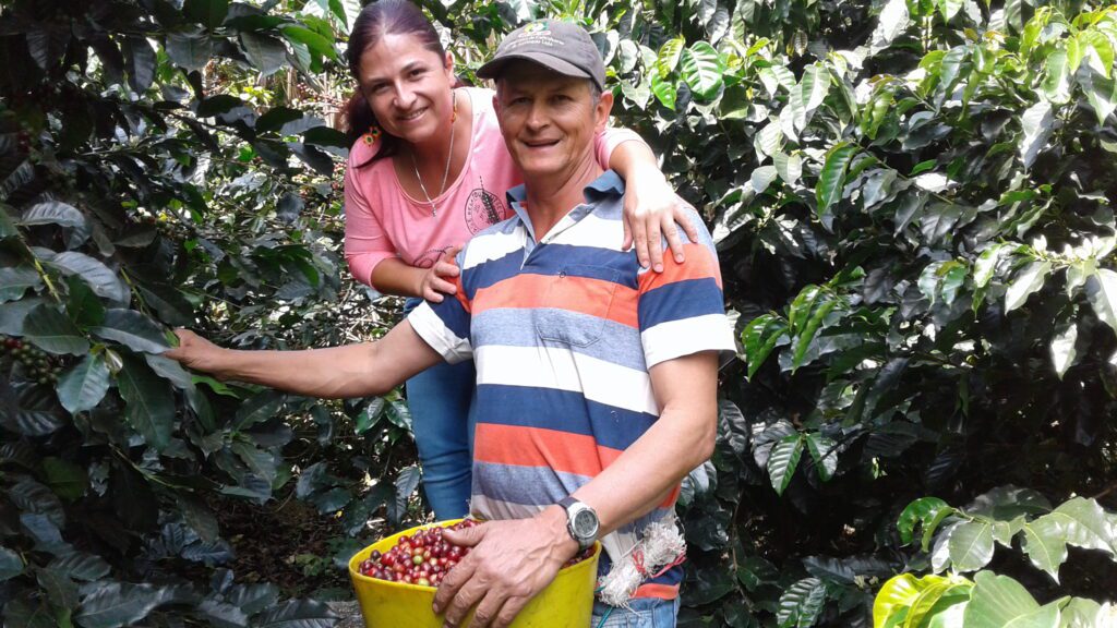 Small farm owners collect the best and ripest coffee cherries.